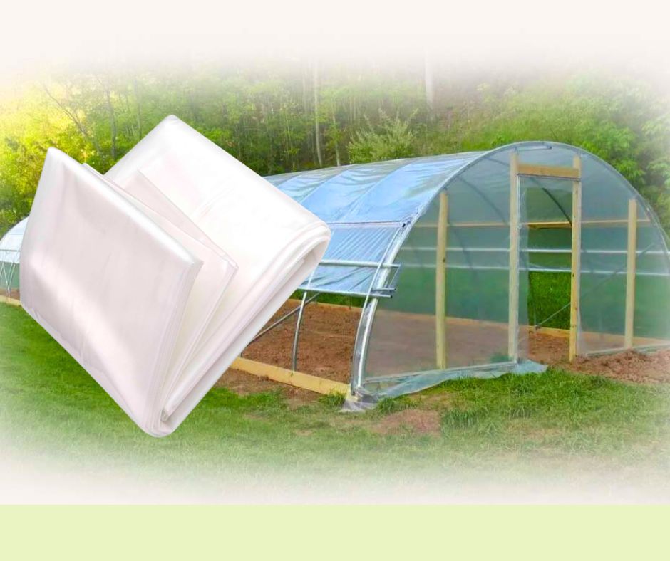 UV Poly/Greenhouse Poly 5.5 meter by 50 meter