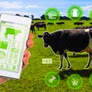 Cattle Farm Automation