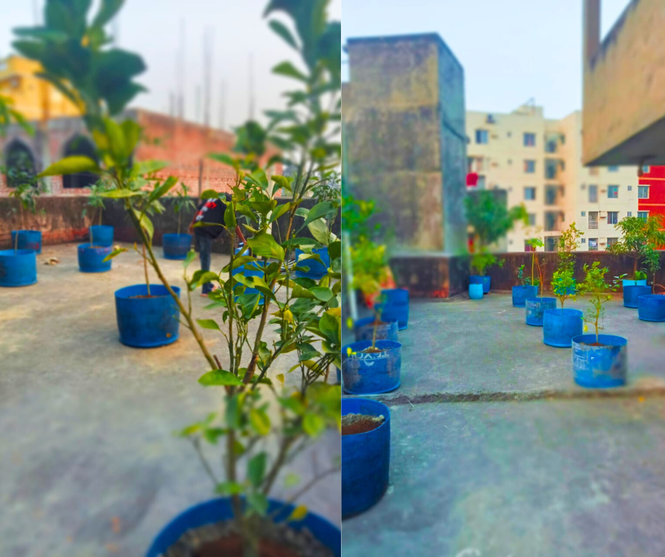 ফল বাগান প্যাকেজ (Fruits Garden Complete Package) - Image 2