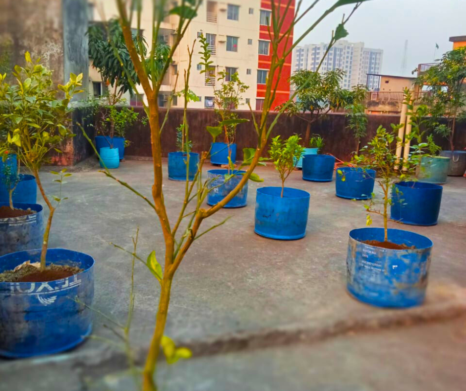 ফল বাগান প্যাকেজ (Fruits Garden Complete Package) - Image 3