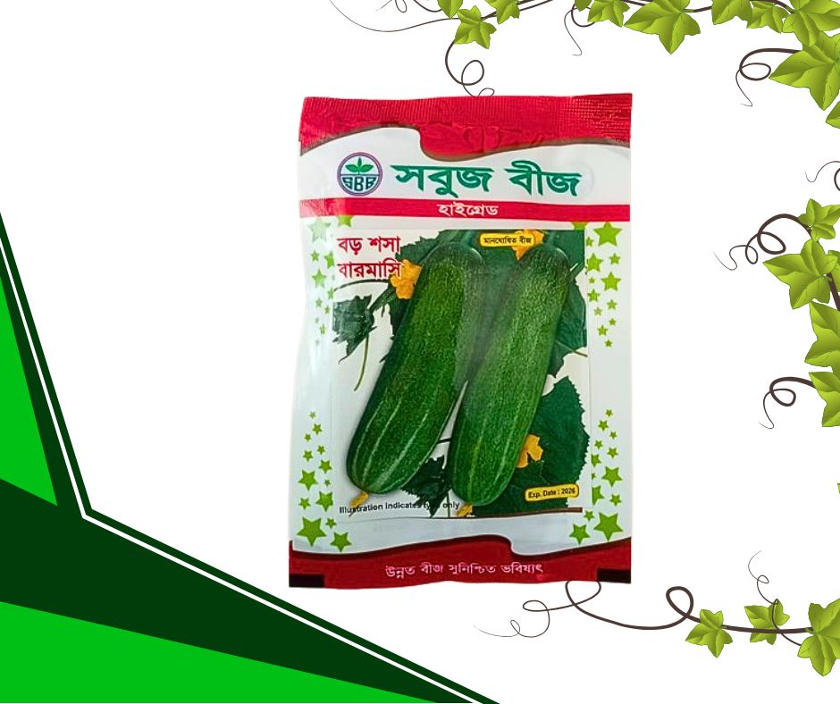 বড় শসা (বারোমাসি)
