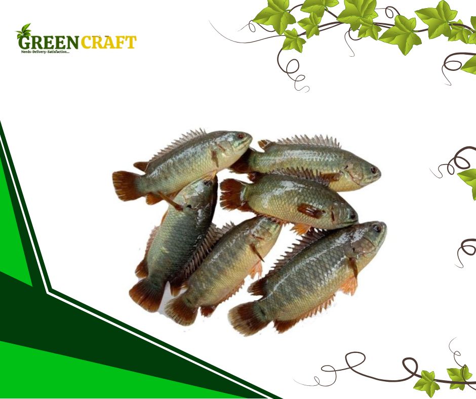 একুয়াপনিক্স পদ্ধতি উৎপাদিত কই মাছ (১ কেজি)
