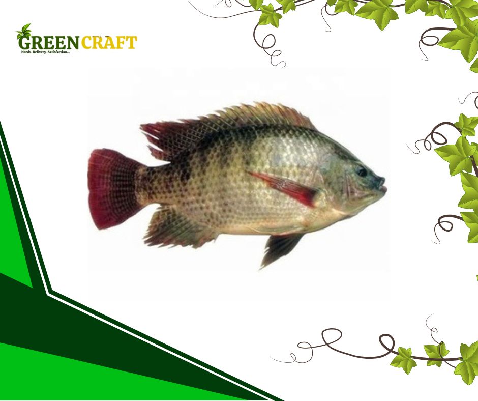 একুয়াপনিক্স পদ্ধতি উৎপাদিত তেলাপিয়া মাছ (১ কেজি)